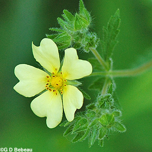Rough-fruited Cinquefoil flower