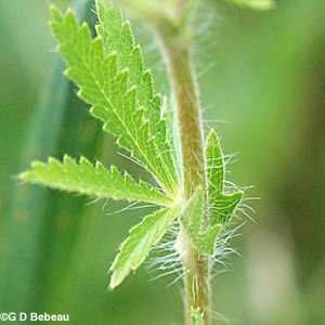 Rough-fruited Cinquefoil stem leaf