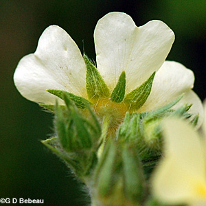 Rough-fruited Cinquefoil sepals