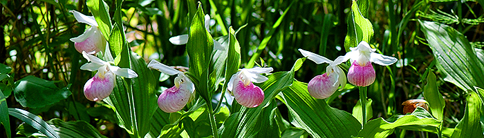 Showy Lady's-slipper