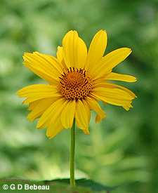 Smooth Oxeye