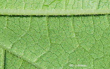 lower leaf surface