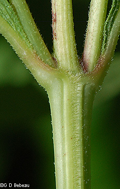stem