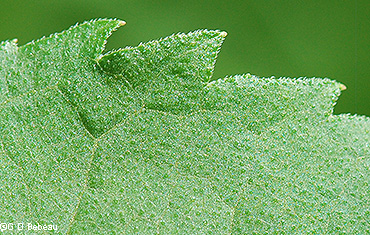 upper leaf surface