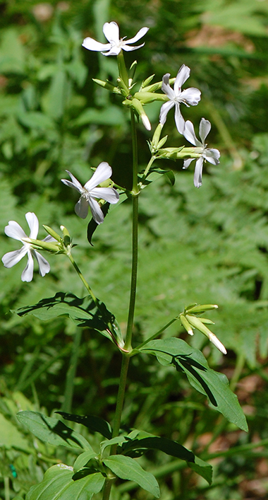Soapwort