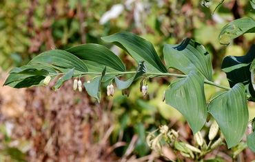 Solomon's Seal