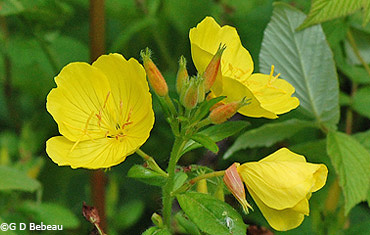 Prairie Sundrops
