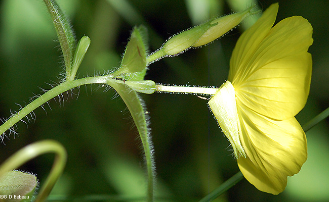 Flower and stem