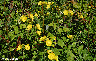 Prairie Sundrops