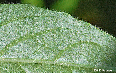 leaf underside