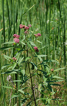 Swamp Milkweed