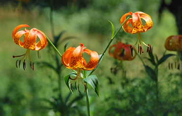Turks Cap Lily