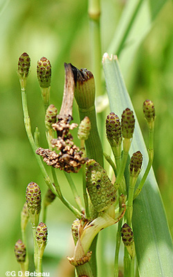 Horsetail