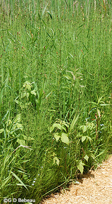 Horsetail