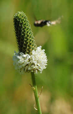 White Prairie clover