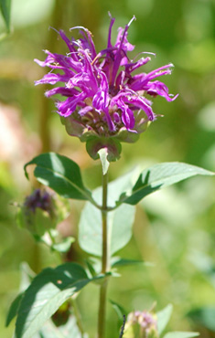 Wild Bergamot
