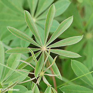 Wild Lupine leaf