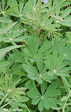 Wild lupine leaves