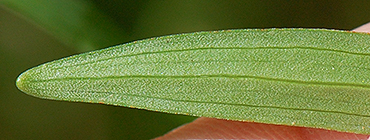 leaf under
