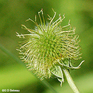 green bur