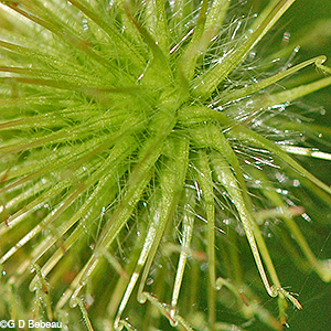 Bur detail
