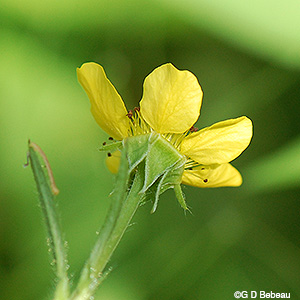 calyx