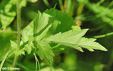 leaf