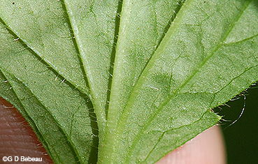 leaf underside