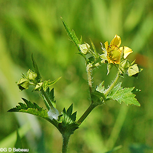 Plant top