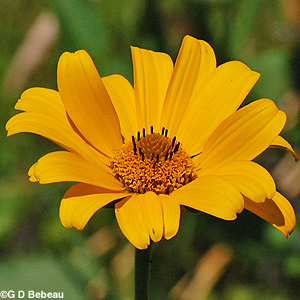 Yellow Oxeye