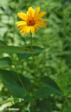 Yellow Oxeye