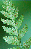 sori of brittle bladder fern