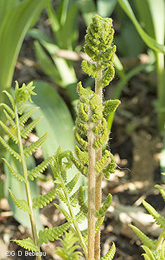 new fertile frond