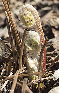 new fertile fiddleheads