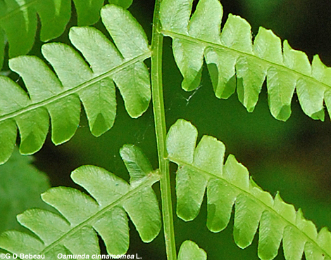 Cinnamon Fern pinnae