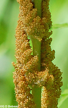 Cinnamon Fern sori