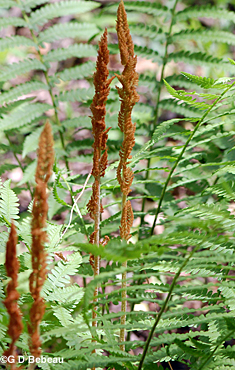 Cinnamon Fern Fertile Frond