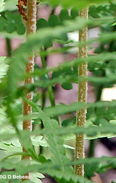 Cinnamon Fern Fertile frond stipe