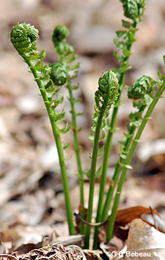 Cinnamon Fern Fiddlehead