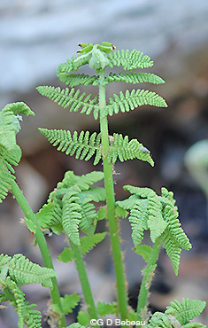 Crested Woodfern new growth
