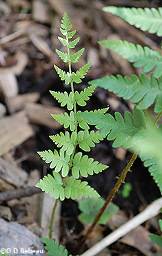 Crested Woodfern