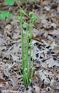 Crested Woodfern fiddleheads