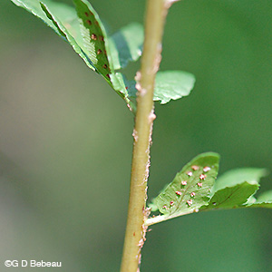 Crested Woodfern lower fertile pinnae