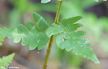 Crested Woodfern lower pinnae