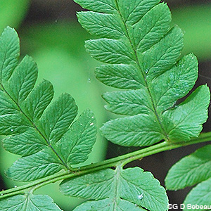 Crested Woodfern pinnae detail