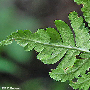 Crested Woodfern pinnae detail