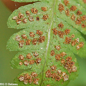 Crested Woodfern sori
