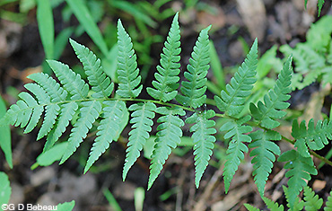 Crested Woodfern pinnae
