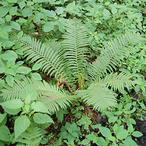 Ostrich fern