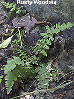 Rusty Woodsia frond